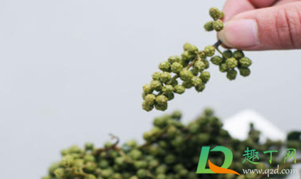 青花椒怎么保存才不黑(青花椒如何保鲜) 青花椒怎么保存才不黑(青花椒如何保鲜)