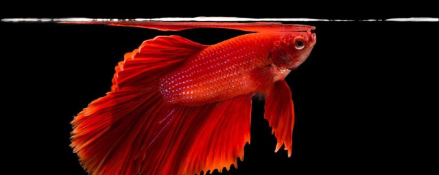 斗鱼的养殖方法(斗鱼的养殖方法会吃小鱼吗?)