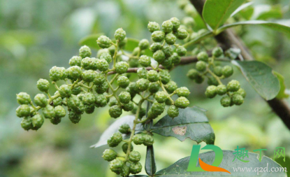 青花椒怎么保存才不黑(青花椒如何保鲜)