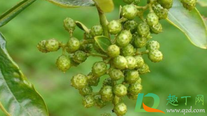 青花椒怎么保存才不黑(青花椒如何保鲜) 青花椒怎么保存才不黑(青花椒如何保鲜)