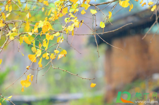 2020年秋天雨水会不会大(明年的雨水大吗)