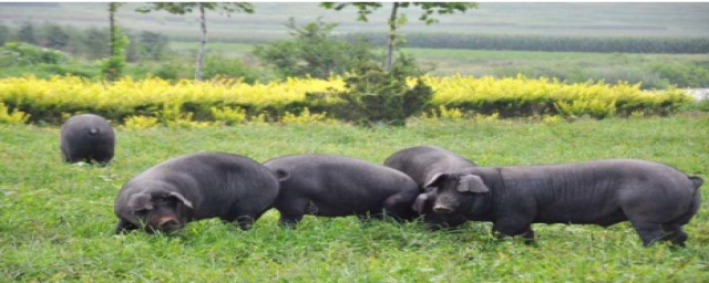 山林放养猪圈山的办法(山上放养猪不圈山会回来吗)