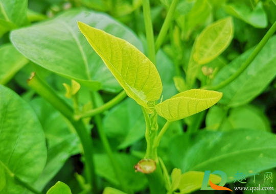 空心菜是贴地剪吗(空心菜可以割茬吗)