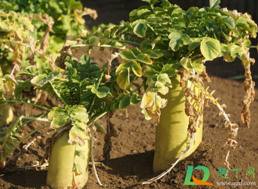 烂掉的萝卜能当肥料吗(种萝卜要不要肥料)