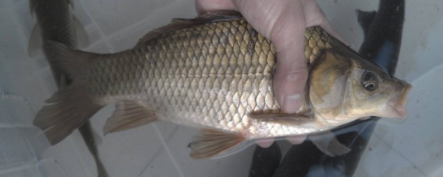 君莫钓三月鲫有什么说法吗(劝君莫食三月鲫的下一句是什么)