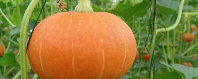 南瓜不宜和什么一起吃(南瓜不能和什么一起吃好)