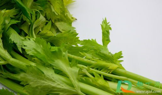 芹菜老黄叶正常吗(芹菜叶片发黄是什么病)