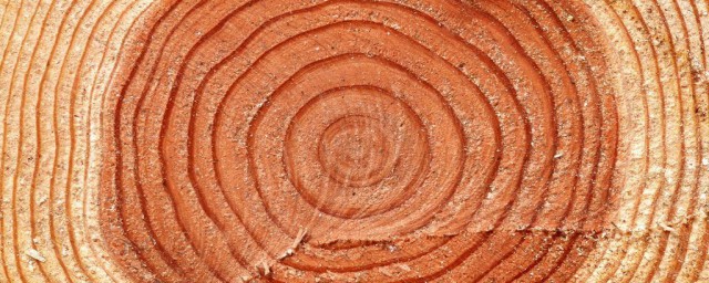 年轮的介绍(年轮内容简介)