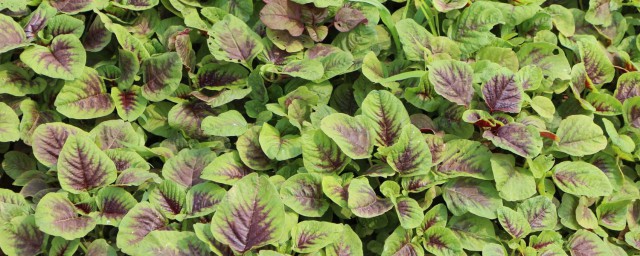 下面给大家介绍一些苋菜对人的好处(苋菜对身体有哪些副作用)