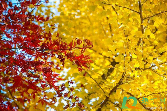 2020年秋天会比往年热么(今年2020冬天为什么这么热)