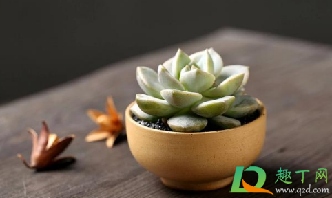 晾根后的多肉种植要不要浇水(多肉晾根后怎么种植)