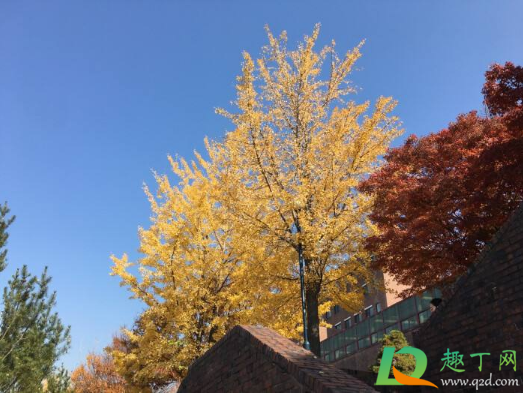 2020年秋天来的早吗(2020年春天来的早吗)