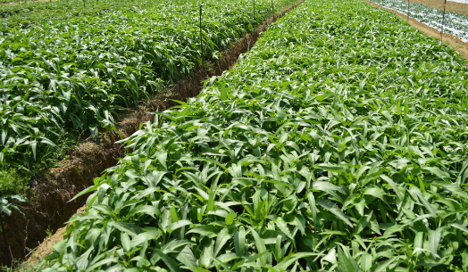 空心菜需要每天浇水吗(空心菜苗每天要浇水吗)