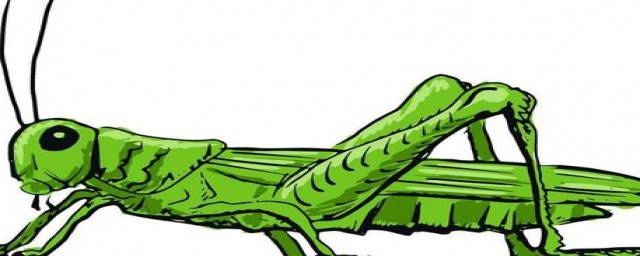 什么是蝗灾(除了蝗灾还有什么灾)