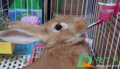 兔子喝水怎么喂(怎样喂小兔子喝水)