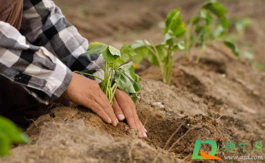 红薯种下多少天开始结薯(红薯种多久结果)