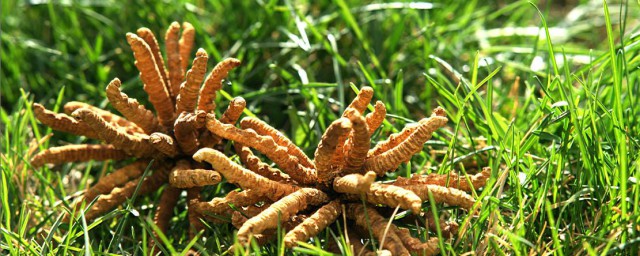 简单又养生(养生其实很简单)