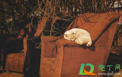 中午趴着睡觉有什么坏处(午觉趴着睡觉有什么坏处)