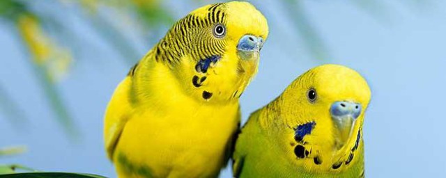 饲养鹦鹉要什么手续(鹦鹉要怎么饲养)