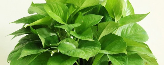 这几种吸甲醛的植物很常见(哪种植物吸甲醛)