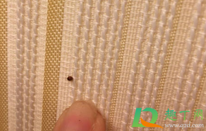 床虫怎么消灭最简单快速的方法(床上的螨虫怎么去除简单方法)