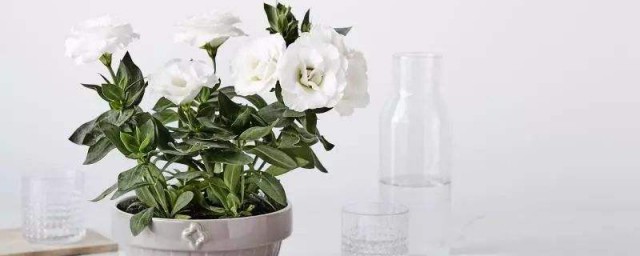 你最喜欢哪种(你最喜欢哪种动物用英语怎么说)