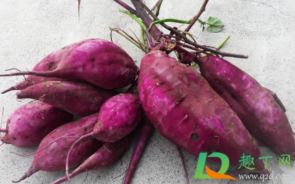 紫薯如何保存不会发芽(紫薯会不会发芽)