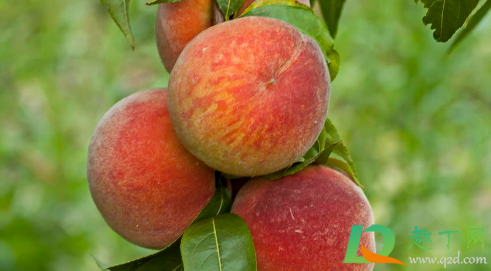 桃子没熟为什么就裂了(桃子没熟就烂了这是一种什么样的病) 桃子没熟为什么就裂了(桃子没熟就烂了这是一种什么样的病)