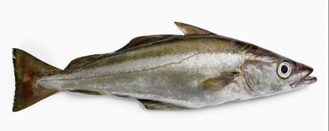 无头鳕鱼为什么没有头？(为啥鳕鱼没有头)