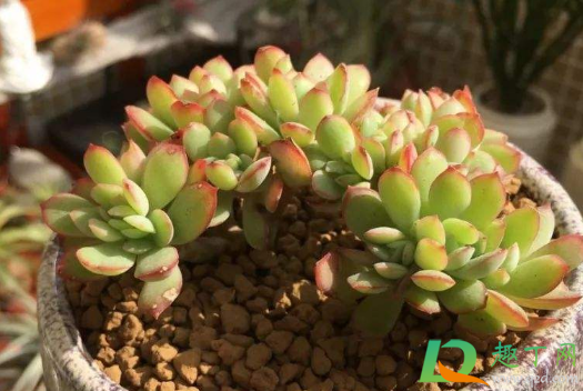 多肉绮罗好养活不(多肉绮罗怎么样)