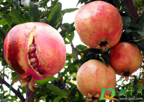 石榴裂开是熟了吗(石榴成熟后为什么会裂开)