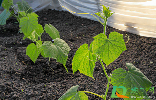 黄瓜底叶什么时候打好(黄瓜底叶黄的快咋回事)