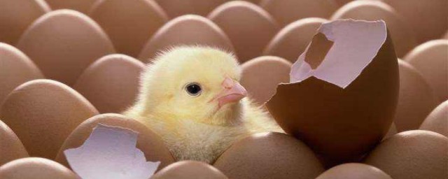 温水袋孵化鸡蛋(热水袋孵小鸡 的方法)