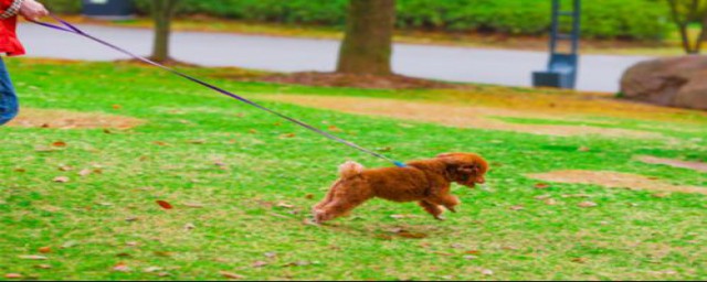 轻松应对泰迪的方法(对付泰迪狗绝招)