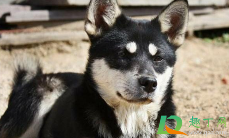 中华田园犬和串串狗的区别(中华田园犬串串是什么意思)