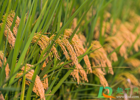 水稻发黄不长怎么回事(移栽水稻发黄不长是什么原因) 水稻发黄不长怎么回事(移栽水稻发黄不长是什么原因)