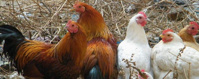 看来营养不相上下