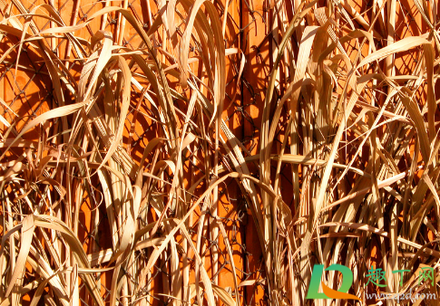 水稻发黄不长怎么回事(移栽水稻发黄不长是什么原因) 水稻发黄不长怎么回事(移栽水稻发黄不长是什么原因)