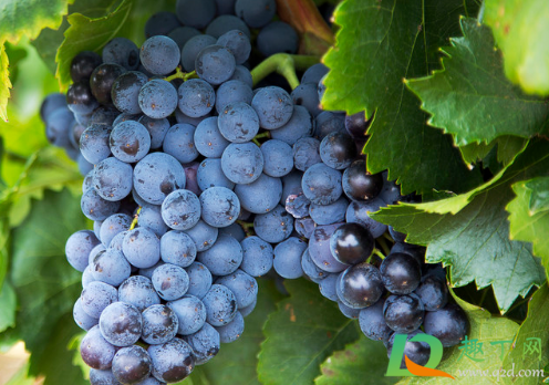 葡萄增甜可以喷葡萄糖吗(叶面喷葡萄糖能增甜吗)