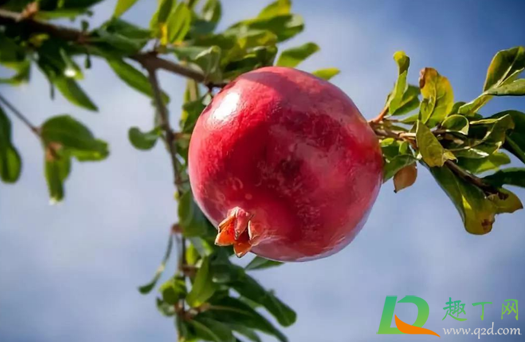 石榴是圆的好还是方的好(石榴小的好还是大的好)