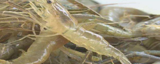 下面是捉河虾的经验(怎样在河里捉虾)