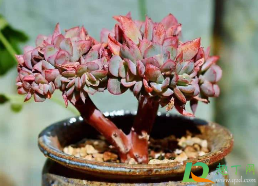 多肉绮罗好养活不(多肉绮罗怎么样)