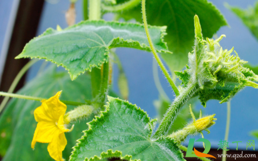 黄瓜为什么不能栽一棵(黄瓜可以种了吗) 黄瓜为什么不能栽一棵(黄瓜可以种了吗)