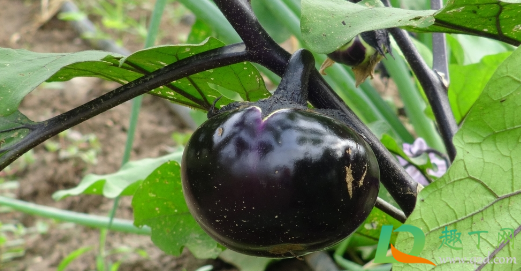 茄子下雨后用浇水吗(茄子何时浇水) 茄子下雨后用浇水吗(茄子何时浇水)