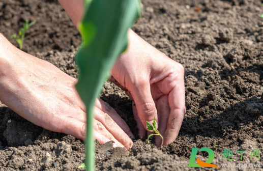 菠菜种子直接撒土里能发芽吗(菠菜种子直接种下去会发芽吗)