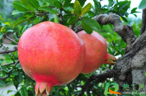 石榴什么颜色的最好吃(石榴什么样子的最好吃) 石榴什么颜色的最好吃(石榴什么样子的最好吃)