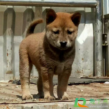为什么城市不让养土狗(市区能养土狗吗) 为什么城市不让养土狗(市区能养土狗吗)