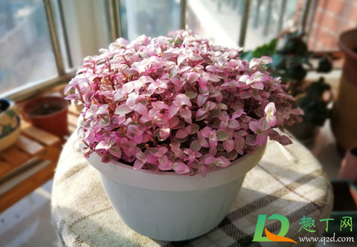 胭脂云多肉好养活吗(胭脂云多肉耐寒吗)