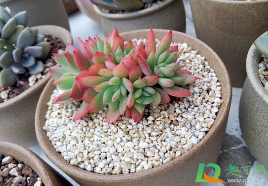 绮罗为什么容易缀化(怎么看绮罗是不是缀化)