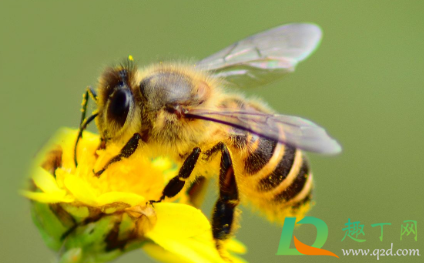 被蜜蜂蛰了脑袋会不会死(被蜜蜂蜇了会不会死)